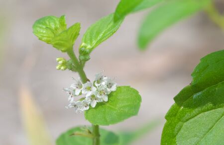 Flower of mint blooming close up shot