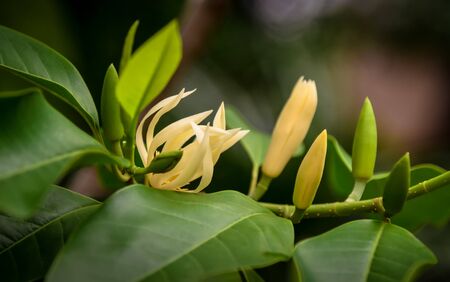 Champak flower on tree  with green leafの写真素材