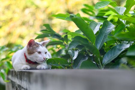 Cute cat rest on concrete wall の写真素材