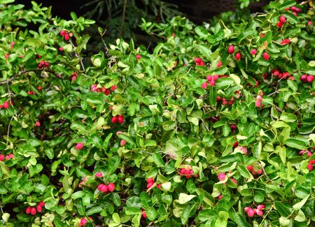 Bengal-Currants, Carandas-plum, Karanda or Carunda fruitの写真素材