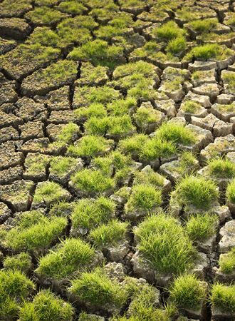 Cracked land background with grass, Drought conceptの写真素材
