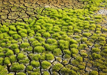 Green grass plant on cracked earth, Nature pattern