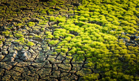 Green grass plant on cracked earth, Nature patternの写真素材
