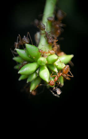 Group of ant on green flower, Macro shotの写真素材