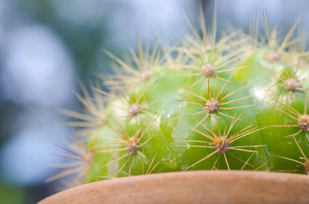 Close up of cactus with bokeh light backgroundの写真素材