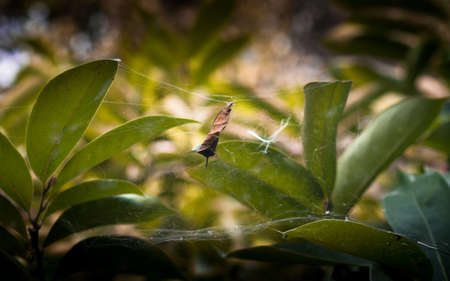 Dried leaf at spider webs in gardenの写真素材