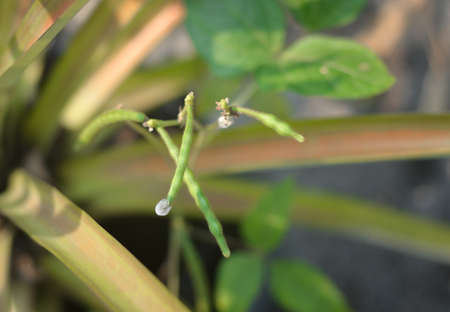 Plant of chickpea close up shotの写真素材