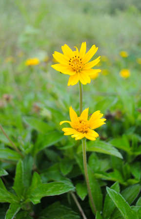 Yellow flower blossom close upの写真素材