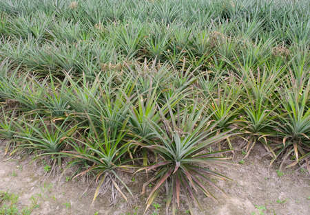 Pineapple plant in farm, Agriculture backgroundの写真素材