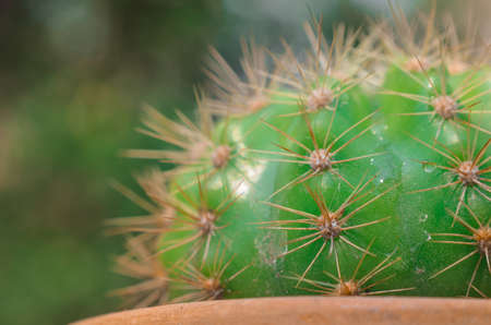 Close up of cactus with bokeh light backgroundの写真素材