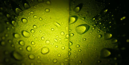 Drops on green leaf with lighting, Nature backgroundの写真素材