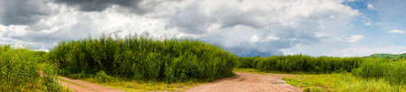 Panoramic view of Sesbania flower blooming inside reservoir with sky background (Drought situation)の写真素材