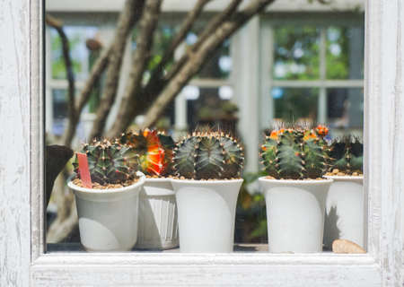 Cactus pot (Gymnocalycium) at window of green houseの写真素材