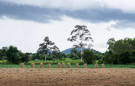 Group of cassava tree ready for plantation at farm in Chonburi, Thailand