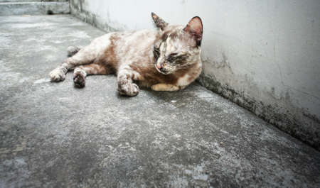 Cute cat sleep on concrete groundの写真素材