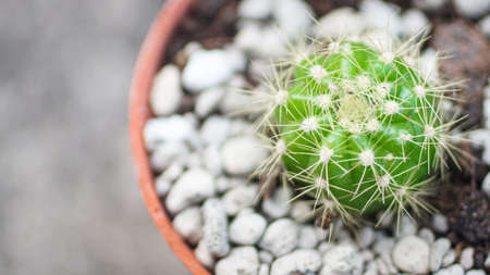 Little cactus in pot, high angle viewの写真素材