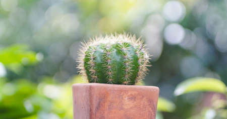 Close up of cactus with green and bokeh backgroundの写真素材