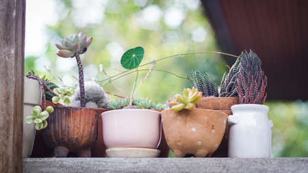 Group of little succulents plant pot on wallの写真素材