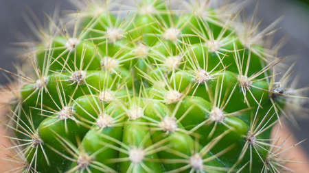 Close up of cactus with high angle viewの写真素材