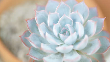 Echeveria cactus plant close up shotの写真素材