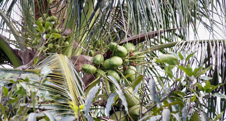 Young coconut fruit on tree with white skyの写真素材