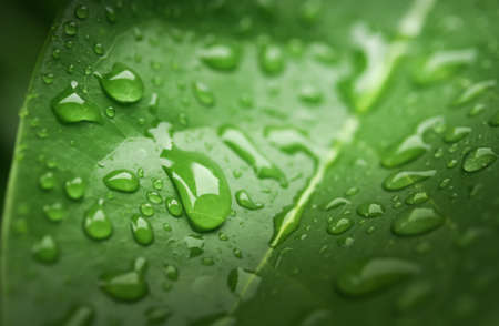 Rain drops on green leafの写真素材