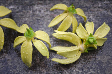 Ylang Ylang flower with rain drops on concrete wallの写真素材