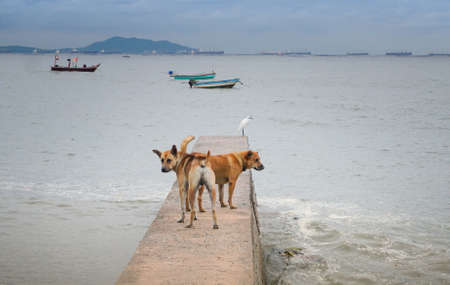 Domestic dog and egret bird at seaの写真素材