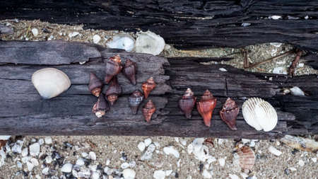 Seashell on wooden at beach, Nature backgroundの写真素材