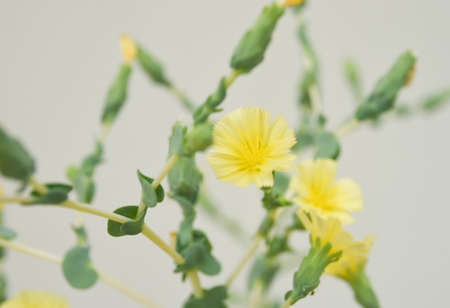 Close up shot of vegetable flower blooming