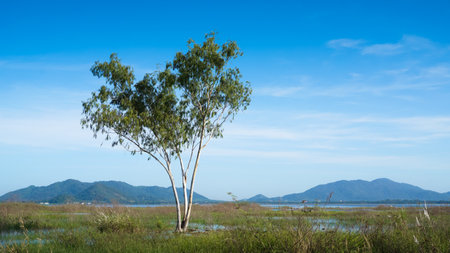 Big tree in reservoir with nice mountain and blue sky backgroundの写真素材