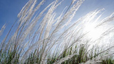 Flower grass with sunrise and blue sky backgroundの写真素材