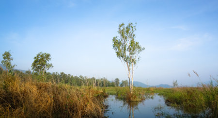 Tree in reservoir with morning sky backgroundの写真素材