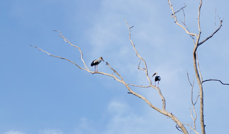 Asian openbill stork bird on dried tree with blue sky backgroundの写真素材