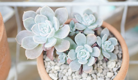 Echeveria succulents close up shotの写真素材