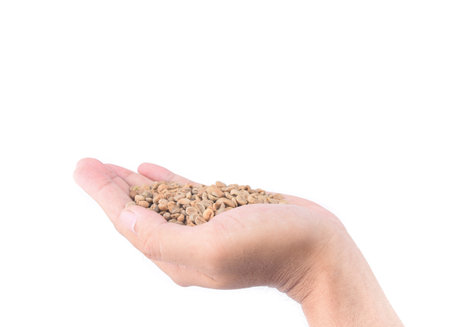 Unroasted coffee seed in hand isolated on white backgroundの写真素材