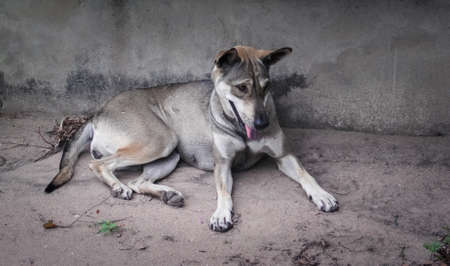 Stray dog lay down on groundの写真素材