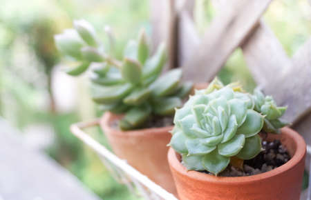 Close up of succulent in potの写真素材