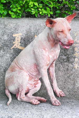 Stray dog sit on seatの写真素材