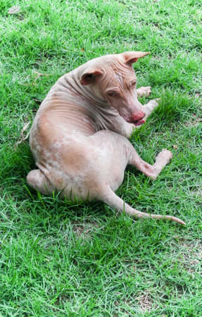 Stray dog lay down on green meadowの写真素材