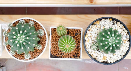 Nice cactus and plant decorate on shelf in green house, Top viewの写真素材