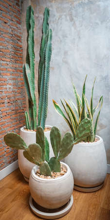 Nice cactus and plant decorate roomの写真素材