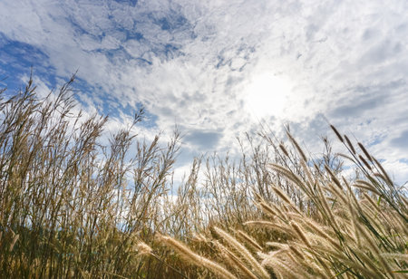 Nice flower grass field with clouds sky and sun, Low angle view