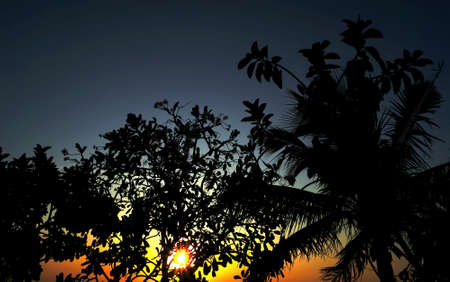 Silhouette of tree trunk with sunset sky background
