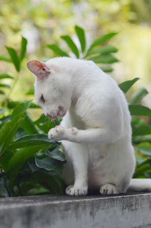 White cat licking claw on concrete wallの写真素材