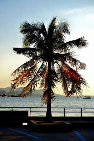 Silhouette of coconut tree with sea backgroundの写真素材