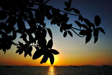Silhouette of tree trunk with sunset sky backgroundの写真素材