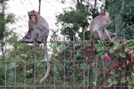 Monkeys sit and relax of fenceの写真素材
