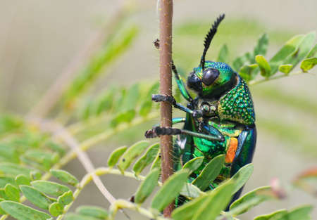 Green-legged metallic beetle (Sternocera aequisignata) or Jewel beetle or Metallic wood-boring beetle on grassの写真素材