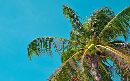 Coconut tree with blue sky and vintage color styleの写真素材